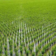 شرایط مناسب برای کاشت برنج